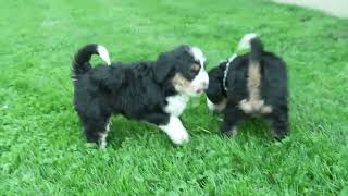 David Yoder's Mini Bernedoodle Puppies