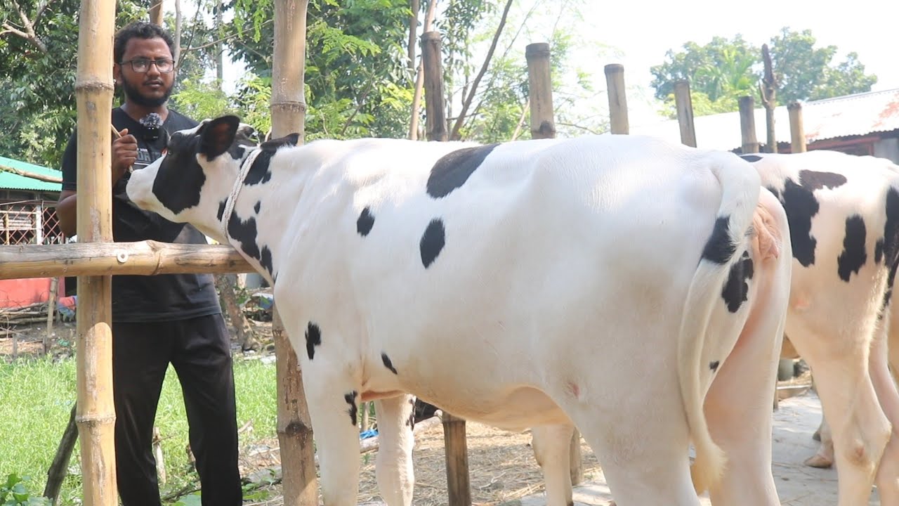 সারা বাংলাদেশ ক্যাশ অন ডেলিভারিতে সেরা মানের হলেস্টিয়ান ফ্রিজিয়ান বকনা বাছুরের দাম