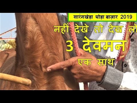           Sarangkheda Horse Market   Sarangkheda Mela 2019