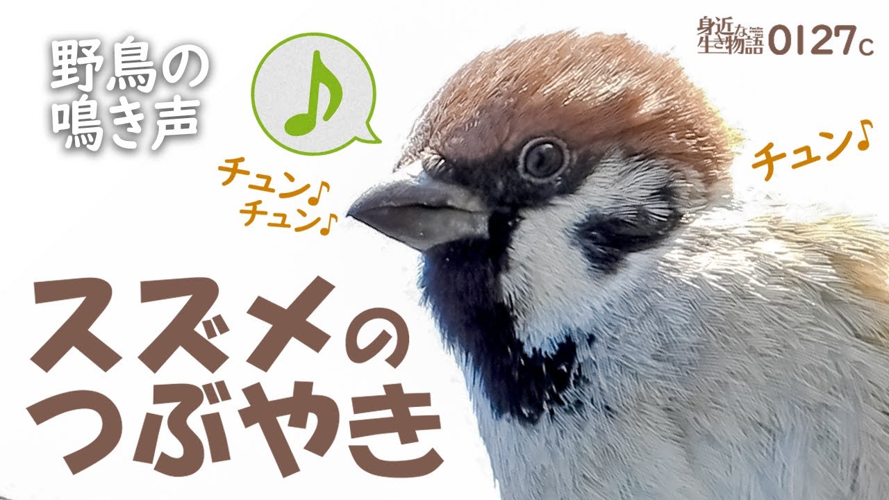 スズメ 鳴き声 意味