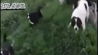 Tragedy of men, surrounded by dogs, scared legs soft screenshot 4