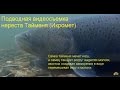 Таймень мечет икру - икромет / Рыбалка / Охота / Подводная съемка