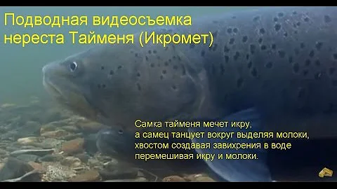 Таймень мечет икру - икромет / Рыбалка / Охота / Подводная съемка
