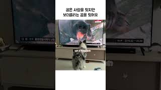 곰은 사람을 찢지만 보더콜리는 곰을 찢어요 #shorts (border collie rips a bear)