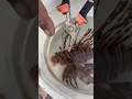 سمكه الأسد من أخطر الأسماك في خليج العقبه Lion Fish Fish Jordan Jor 