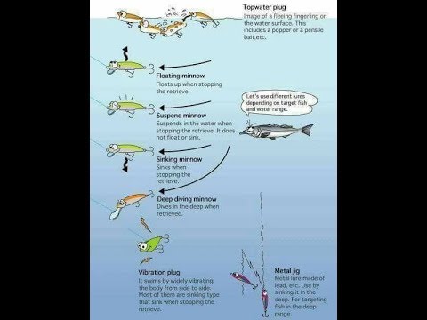 فيديو: كيفية اختيار صيد السمك