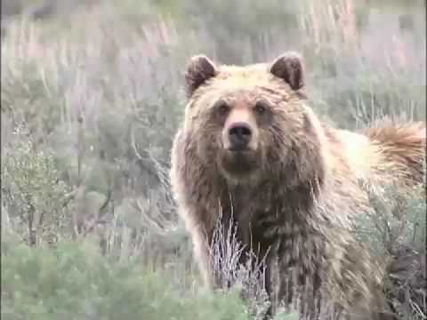 Yellowstone Grizzlies