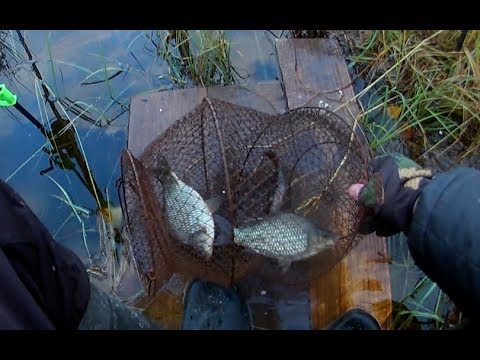 ловим карася в июне видео ловим карася в июне видео