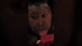 Monkey CUTENESS #monkey #fun #cute #eating #shorts