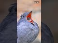 🐦 Beautiful Gray Songbird Singing Softly 🌿✨