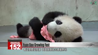 Taipei coos as giant panda baby Yuan Bao grows up, gives mom headaches