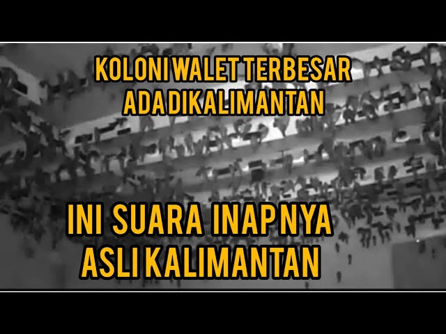 Suara Inap Asli KALIMANTAN mampu mebuat koloni besar walet class=