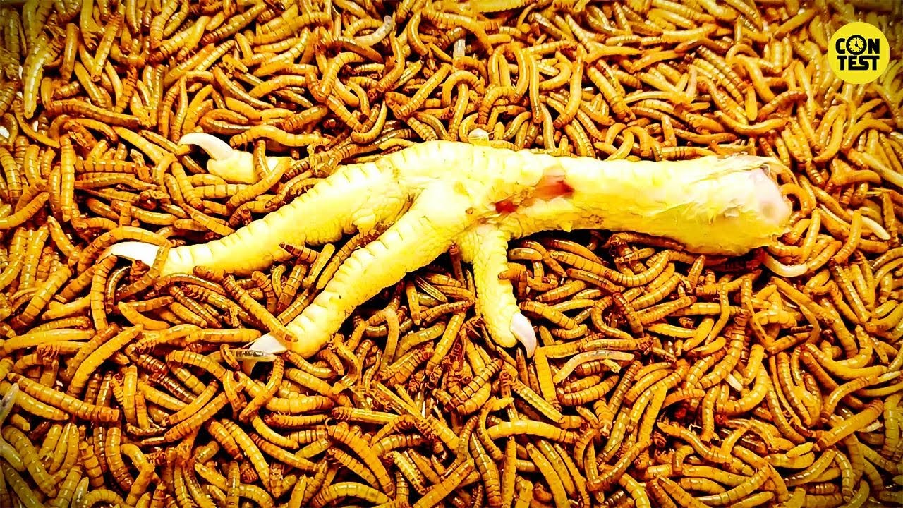 mealworms vs chicken feet /10000 superworms eating chicken legs