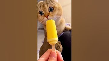 Thumbnail of Cute cat dance 😺 #reels #cat #catvideos #funnycatvideos #shorts #trendingshorts #ytcat #funny #cute