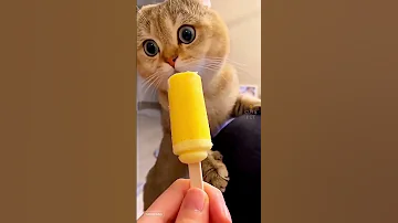 Cute Cat Dance Reels Cat Catvideos Funnycatvideos Shorts Trendingshorts Ytcat Funny Cute 