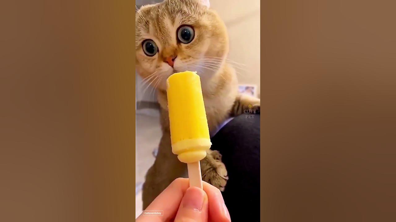 Cute cat dance 😺 #reels #cat #catvideos #funnycatvideos #shorts #trendingshorts #ytcat #funny #cute