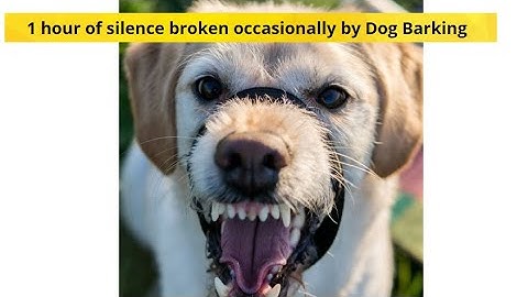 1 hour of silence broken occasionally by Dog Barking