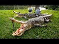 Bowhunting GATOR INFESTED Island!! (CATCH and COOK + BOW GIVEAWAY)