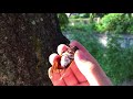 セミの捕まえ方!アブラゼミを手で捕まえた!とても簡単だよ!