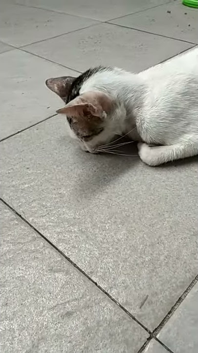 #Subhanallah Kucing Sujud