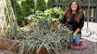 Harvesting Onions // Garden Answer