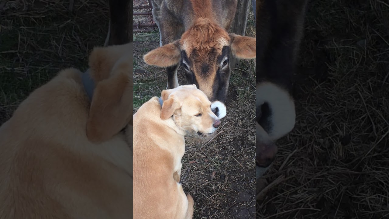 Cow dog
