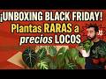 Compré PLANTAS INCREÍBLES en Black Friday 😱✨ ¡Alocasias, Epipremnums y más! (Mestre Jardineiro)