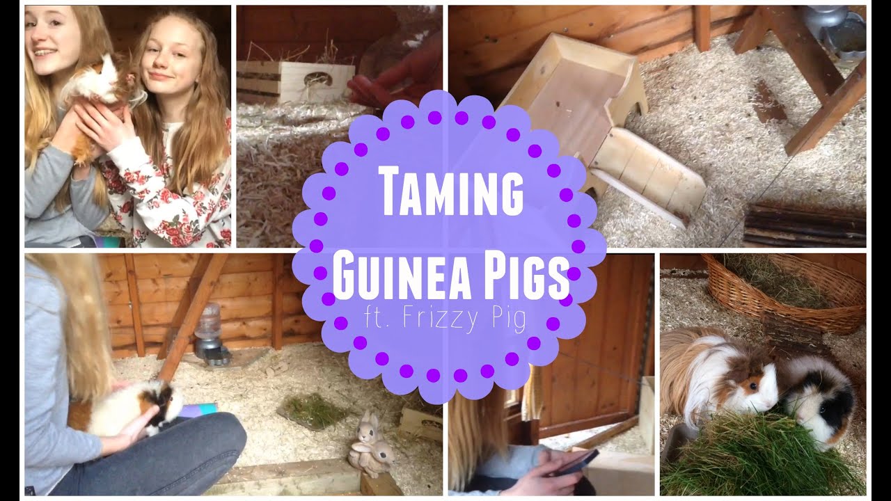 How To Tame A Guinea Pig Ft Frizzy Pig Imy s Animals YouTube