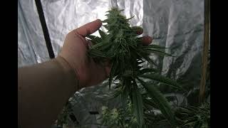 Fuel OG Beasty Buds Citrus & Fuel Terpenes Profiles. Mimosa, Purple Punch.