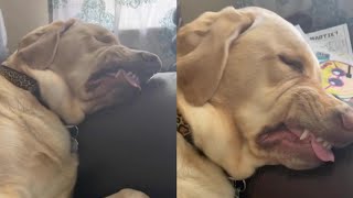 Dog Makes Hilarious Faces While Dreaming