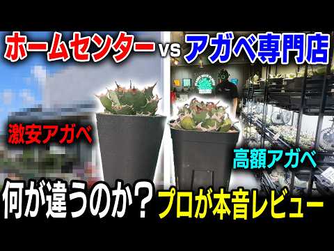 阿修羅A2/PLANET ROCK PLANTS PLANET ROCK PLANTS】The Mysterious