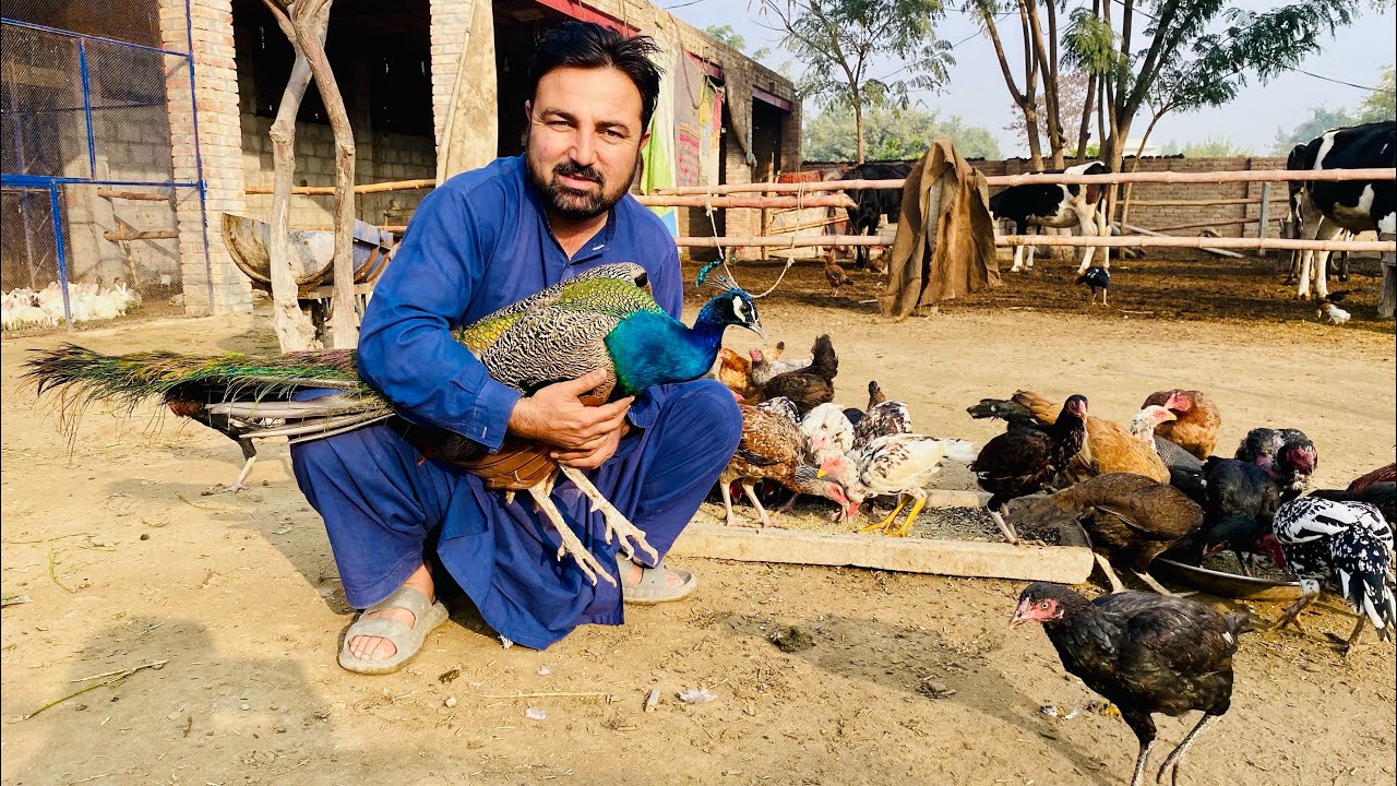 Very sad 💔💔Hamara male peacock bimar ha duaon ki apeal ha 💔💔🥲🥲🦚🦚