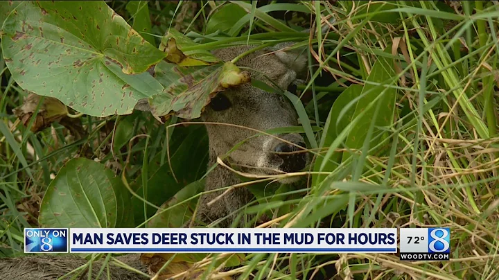 Passersby rescue deer stuck in mud