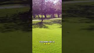 Perfect Golf Tees: From Machine Leveling to Hand Finishing #shorts