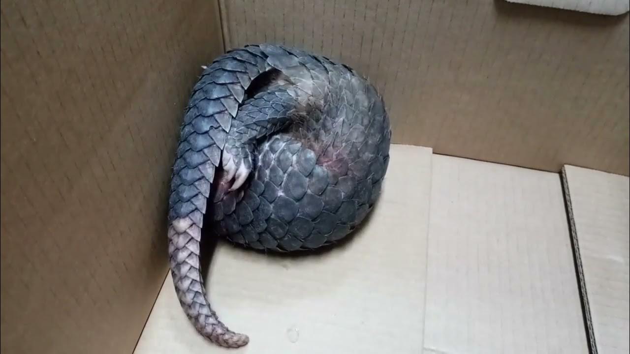 Pangolin rolling into a ball video 4k Nature (Ultra HD) Nature's