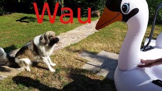 Caucasian Ovcharka afraid of Giant Toy Swan | dog afraid of toy by Mathias Ackermann 101 views 4 years ago 1 minute, 1 second