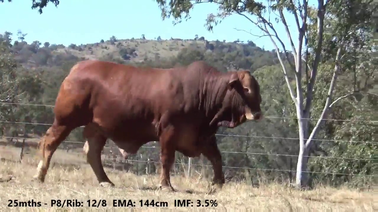 Lot 381; Vale View Austin 2; DN Bull Sale