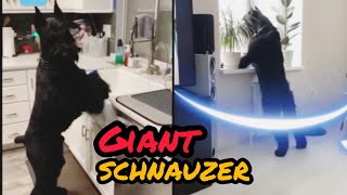 giant schnauzer  life with funny giant schnauzers dogs