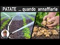 QUANDO ANNAFFIARE PATATE (cuando regar las patatas, when to water the potatoes)