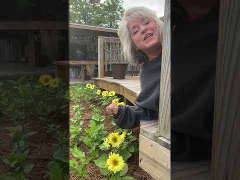 Video: Sunspot Sunflower Information: Cog Sunspot Sunflowers Hauv Lub Vaj