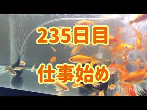 ど素人が金魚の卵から育てる。Part.233