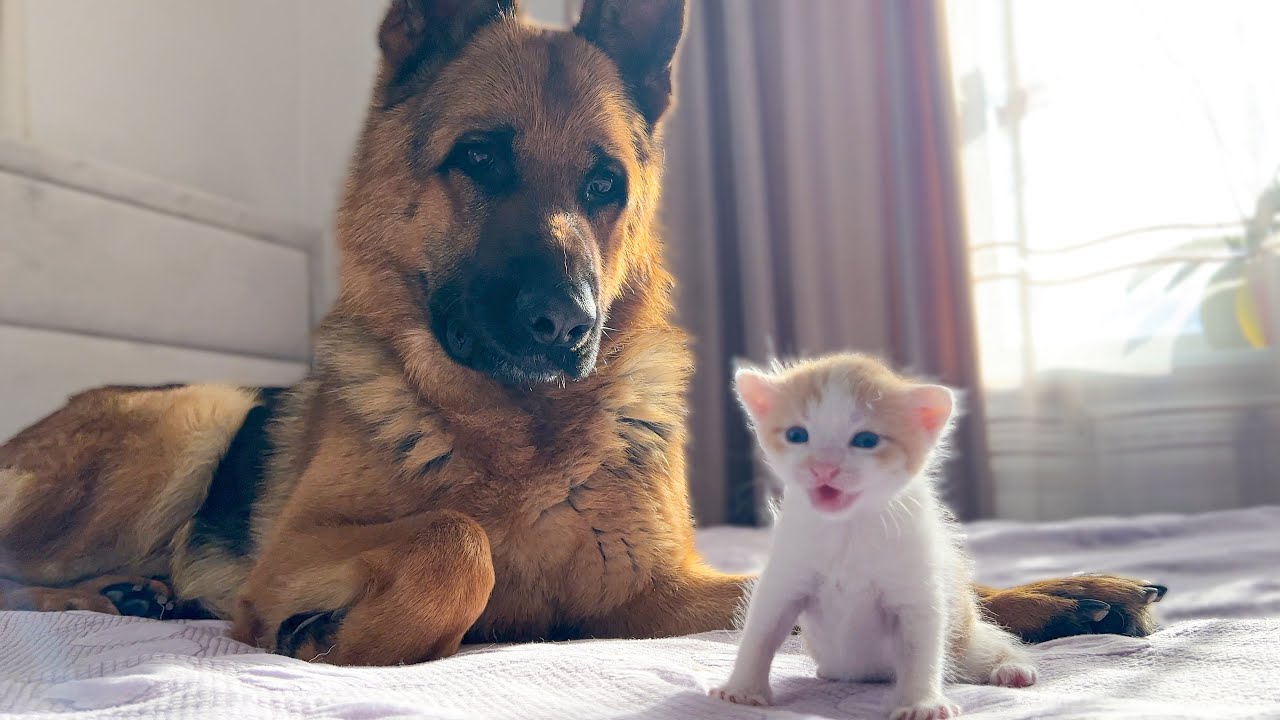 German Shepherd is Confused by the Meowing of a Tiny Kitten - YouTube