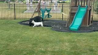 Newfoundland Puppy Hilariously Plays With Jack Russell Terrier