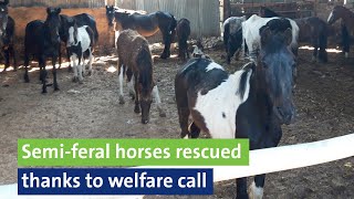 Semi-feral horses rescued thanks to welfare call