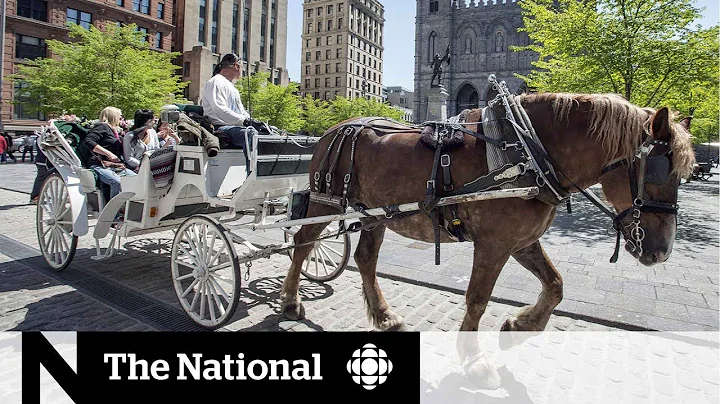 Montreal upholds ban on horse-drawn calèches