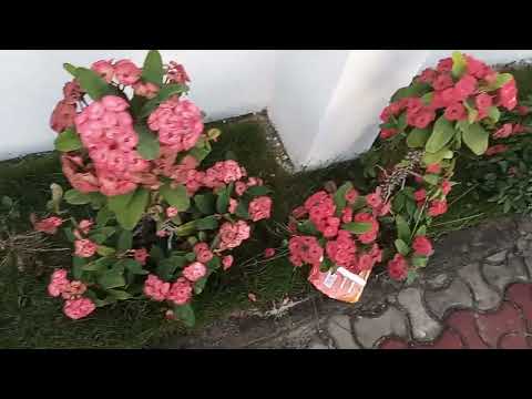 Hii Ni Bustani Ya Mauwa Mzuri Yanayopendeza Ukipanda Nyumbani Kwako 