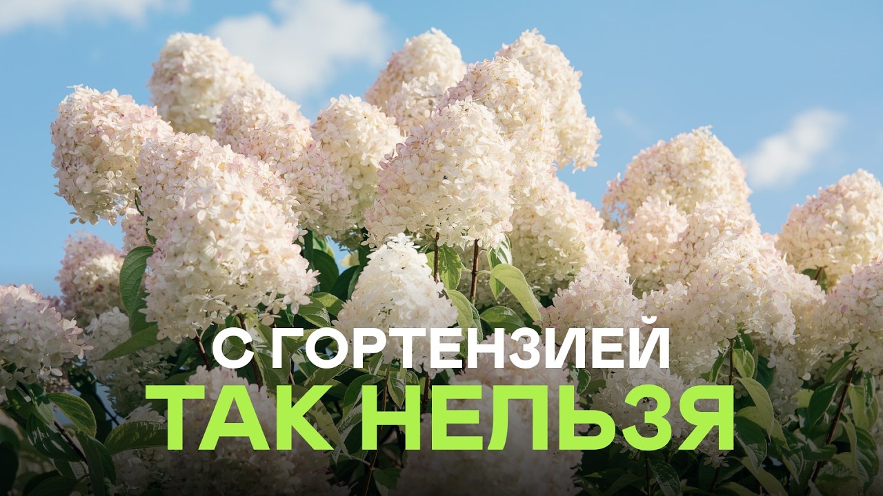 Почему гортензия не цветёт? Главная ошибка садоводов