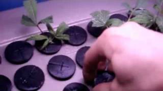 http://www.budbook.org  Day 2 Black berry hydroponic grow system