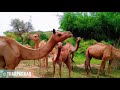 A Camel Safari Amidst Nature's Splendor | Beautiful Tharparkar views