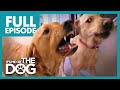 Brawling Labradors: Red and Jasper | Full Episode | It's Me or the Dog